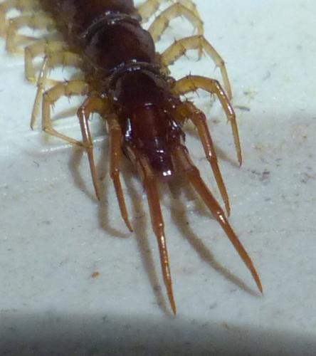 Lithobius forficatus